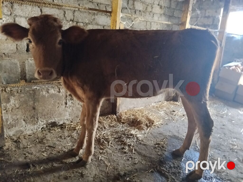 3 baş yerli dişi dana 6 aylıqdılar yem ot yeyirlər tam sağlamdılar pul — Kənd təsərrüfatı heyvanları, Digah (3)