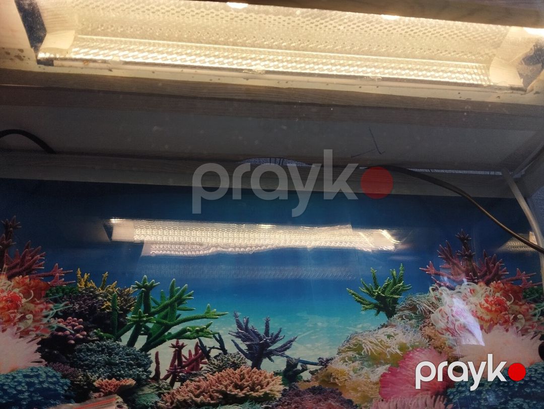 Akvarium — Akvariumlar və balıqlar, Bakı (2)