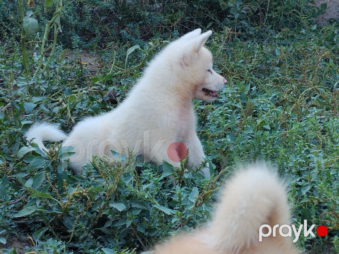 Akita-inu balaları — Köpəklər, Bakı (2)