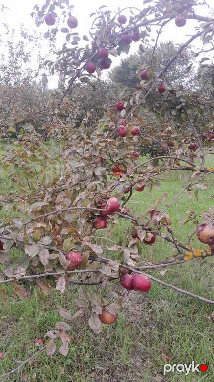 Satılır torpaq 40 sot — Torpaq, Qəbələ (4)