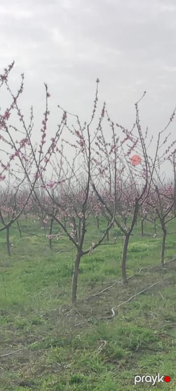 Satılır torpaq 750 sot — Torpaq, Xaçmaz (2)