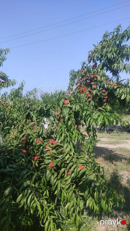 Satılır torpaq 750 sot — Torpaq, Xaçmaz (6)