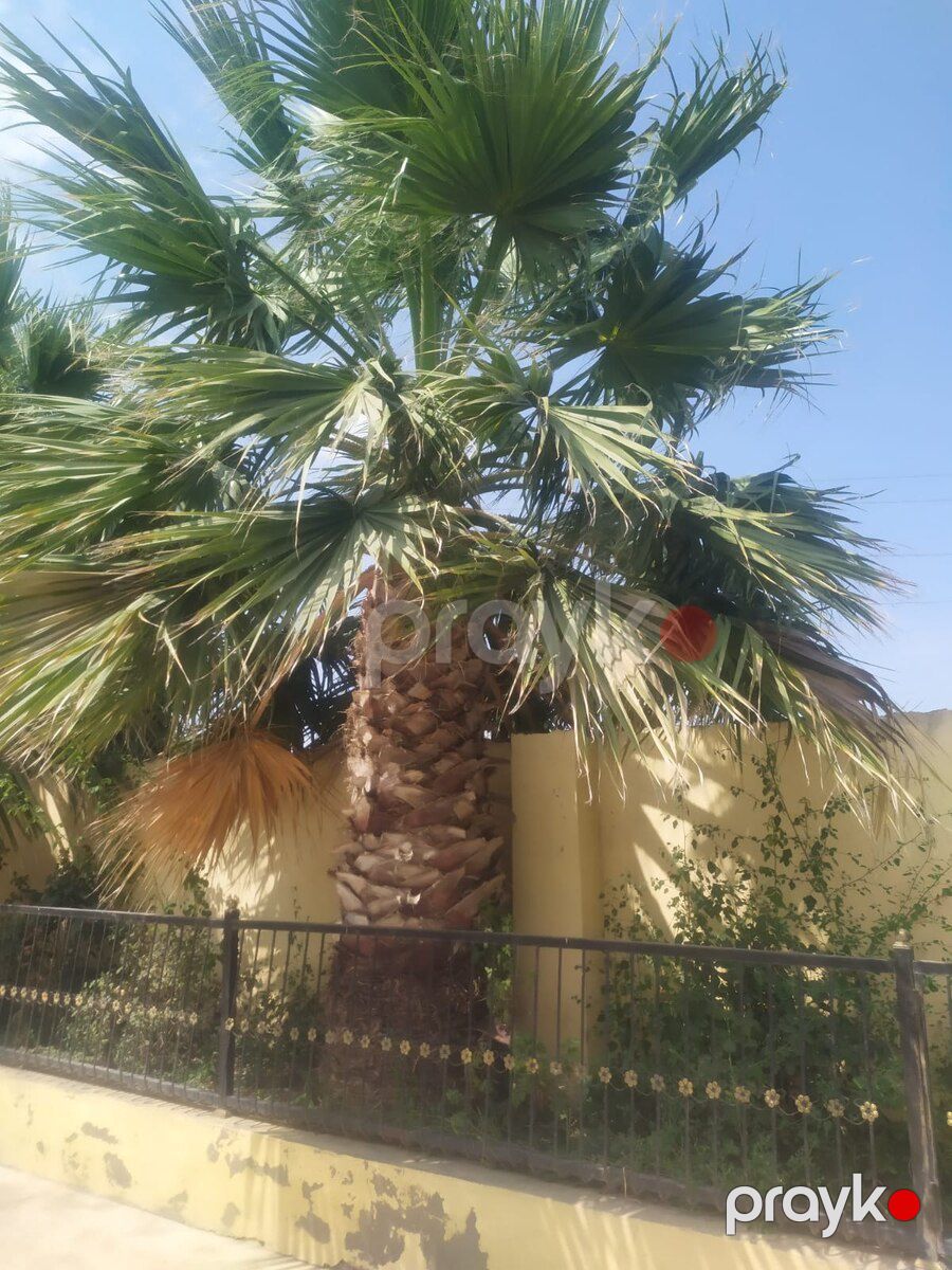 Palma ağacı — Bitkilər, Bakı (5)