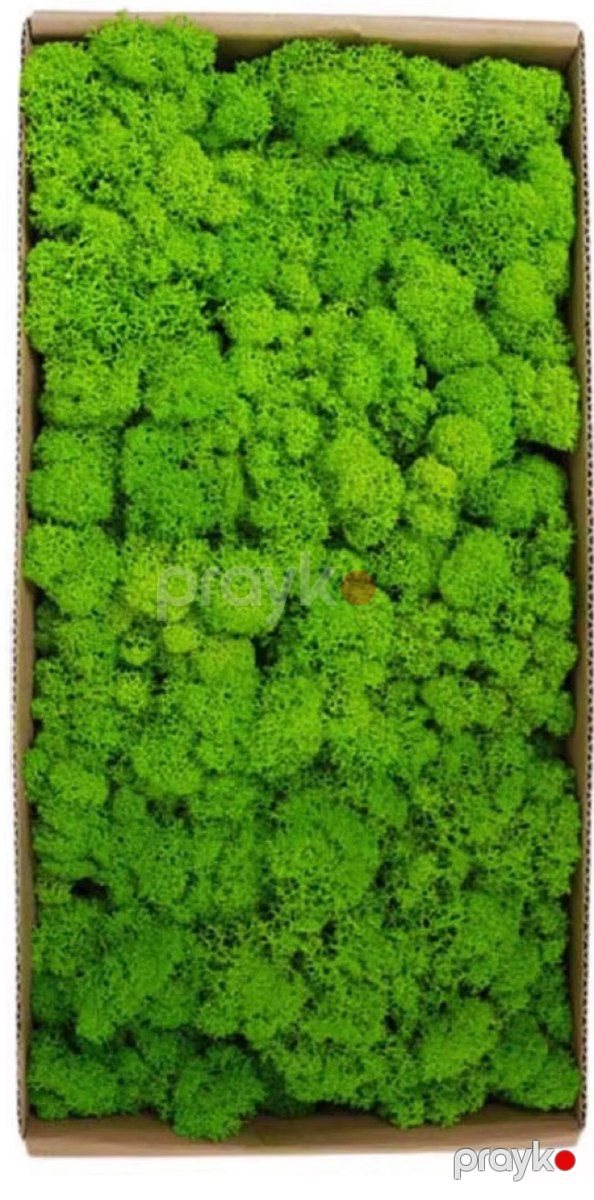 Təbii yosun Mossdecor — Bitkilər, Bakı (2)