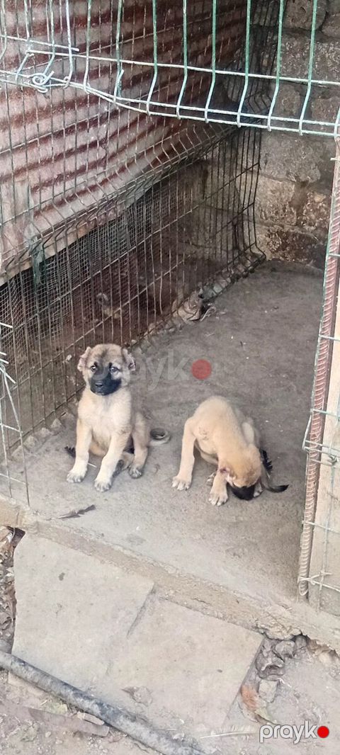 Çoban iti balası — Bakı