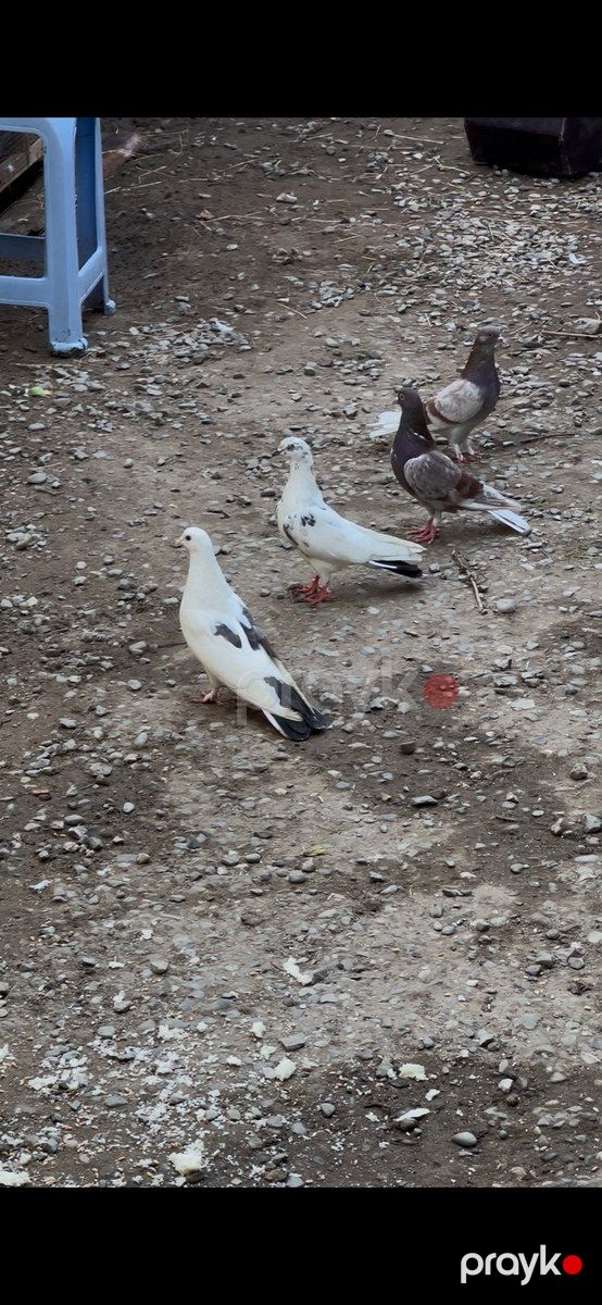 Göyərçinlər — Quşlar, Bakı (3)