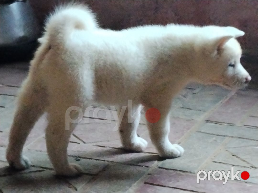 Akita-inu balaları — Köpəklər, Bakı (6)