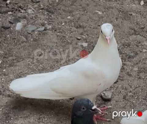 Göyərçinlər — Bakı