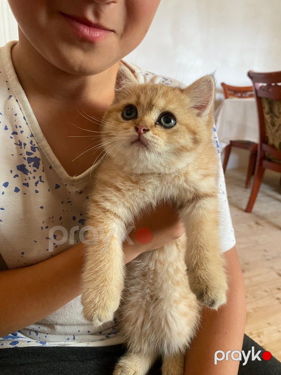 British Longhair pişiyi — Pişiklər, Bakı (4)