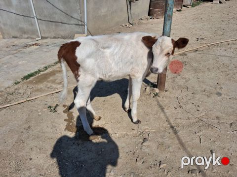 Dana, buzov, Dişi, Simental, ay: 1, 50 kq, Ətlik, Ünvandan götürmə, Ödənişli çatdırılma — Xırdalan