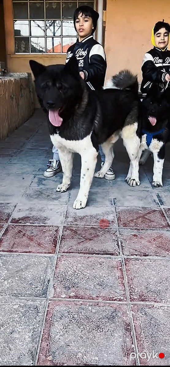 Akita-inu — Köpəklər, Bakı (10)