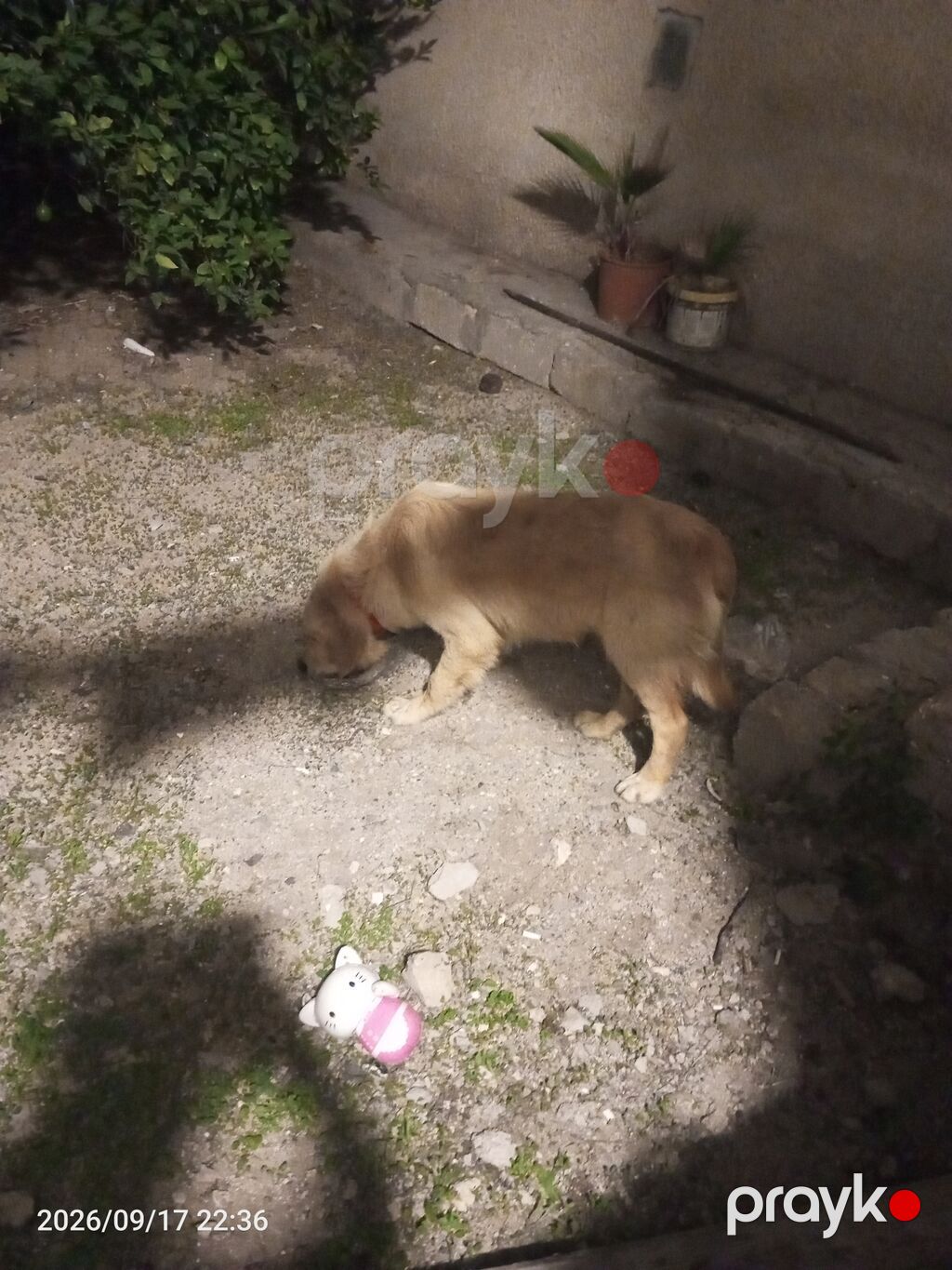 Retriever — Köpəklər, Digah (5)