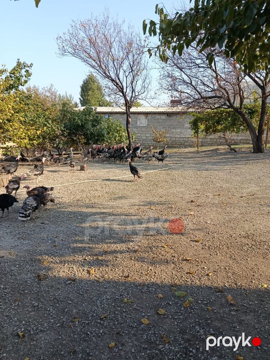 Satılır Real Alıcıya Endirim Olunacaq Bakı-Quba yolunun Siyəzən — Kənd təsərrüfatı avadanlığı, Siyəzən (5)