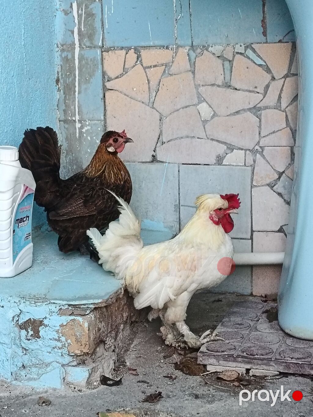 Toyuq, Damazlıq — Toyuq və xoruz, Mehdiabad (3)