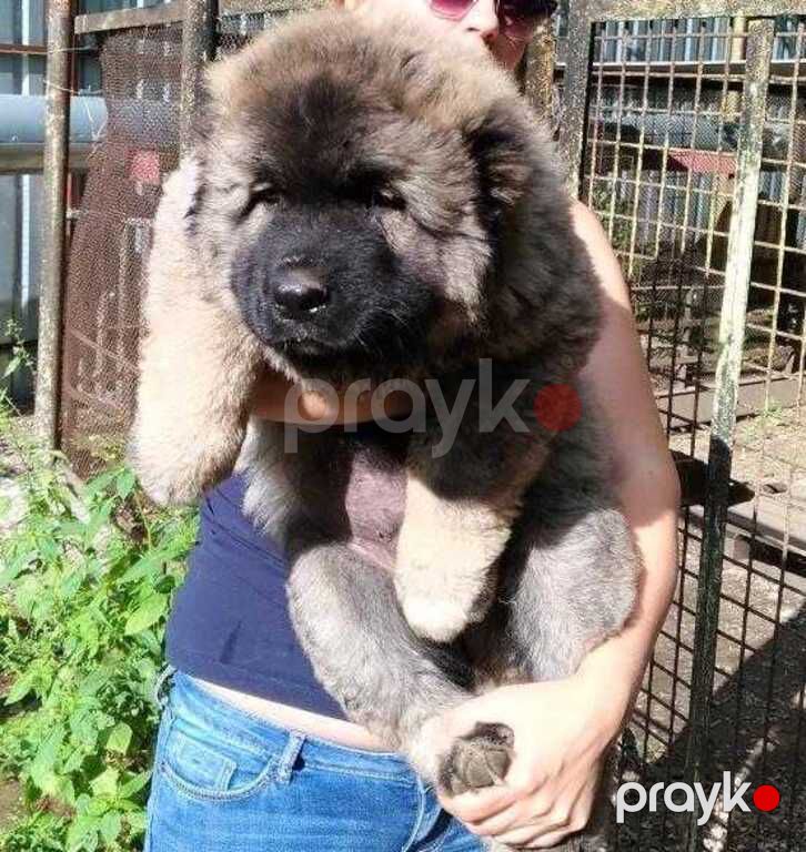 Qafqaz ovçarkası balaları — Köpəklər, Bakı (12)