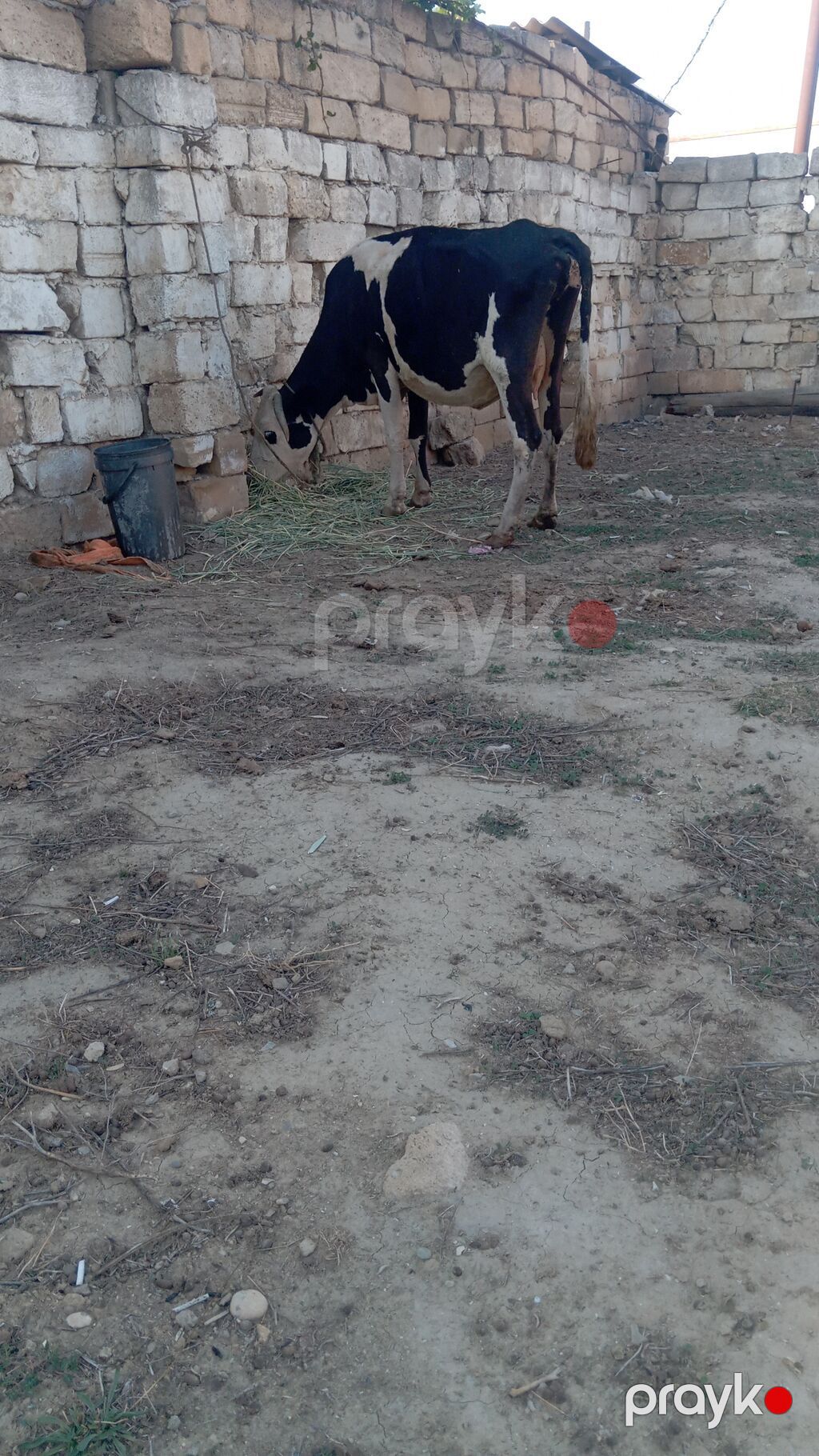 Dişi, Simental, il: 6, 200 kq, Südlük, Damazlıq — Kənd təsərrüfatı heyvanları, Xırdalan (5)