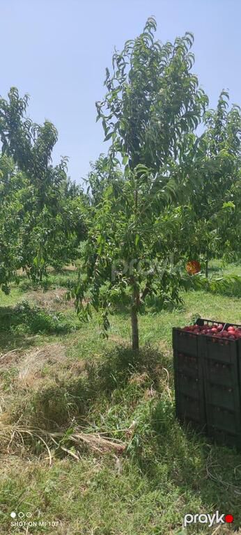 Satılır torpaq 750 sot — Torpaq, Xaçmaz (4)