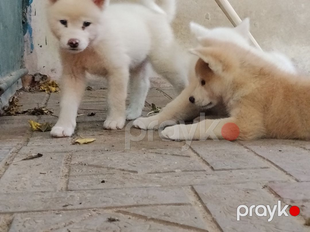 Akita-inu balaları — Köpəklər, Bakı (7)