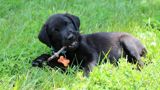 Labrador Retriver — eli — Dogs