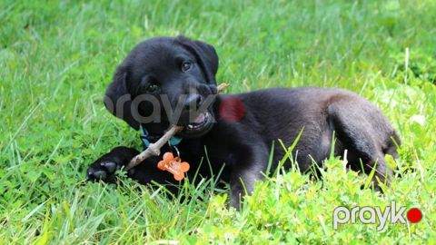 Labrador Retriver — Bakı