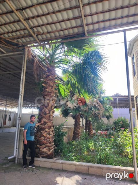 Palma ağacları — Masallı
