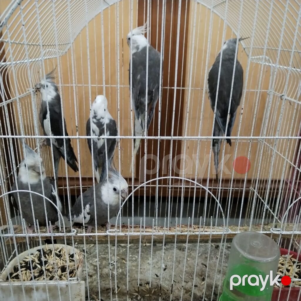 Yanaqsiz karella — Tutyun papağayı, Bakı (2)