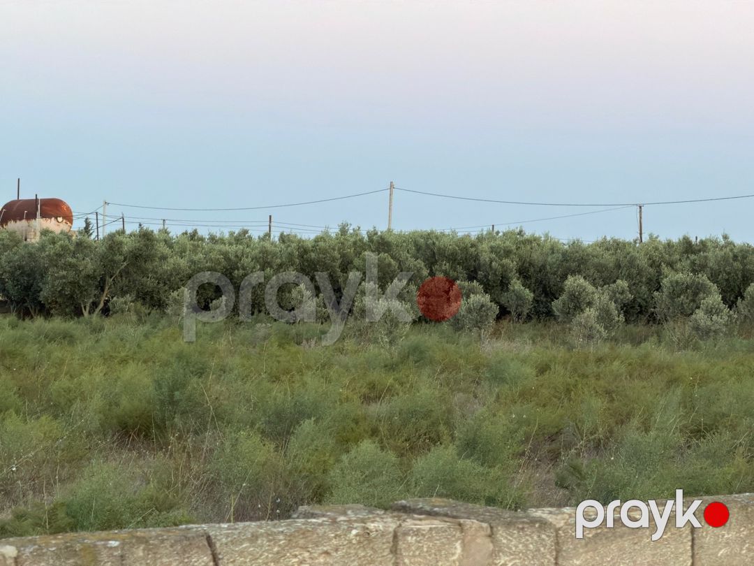 40 sot torpaq sahəsi, Zirə qəs — Torpaq, Bakı (8)