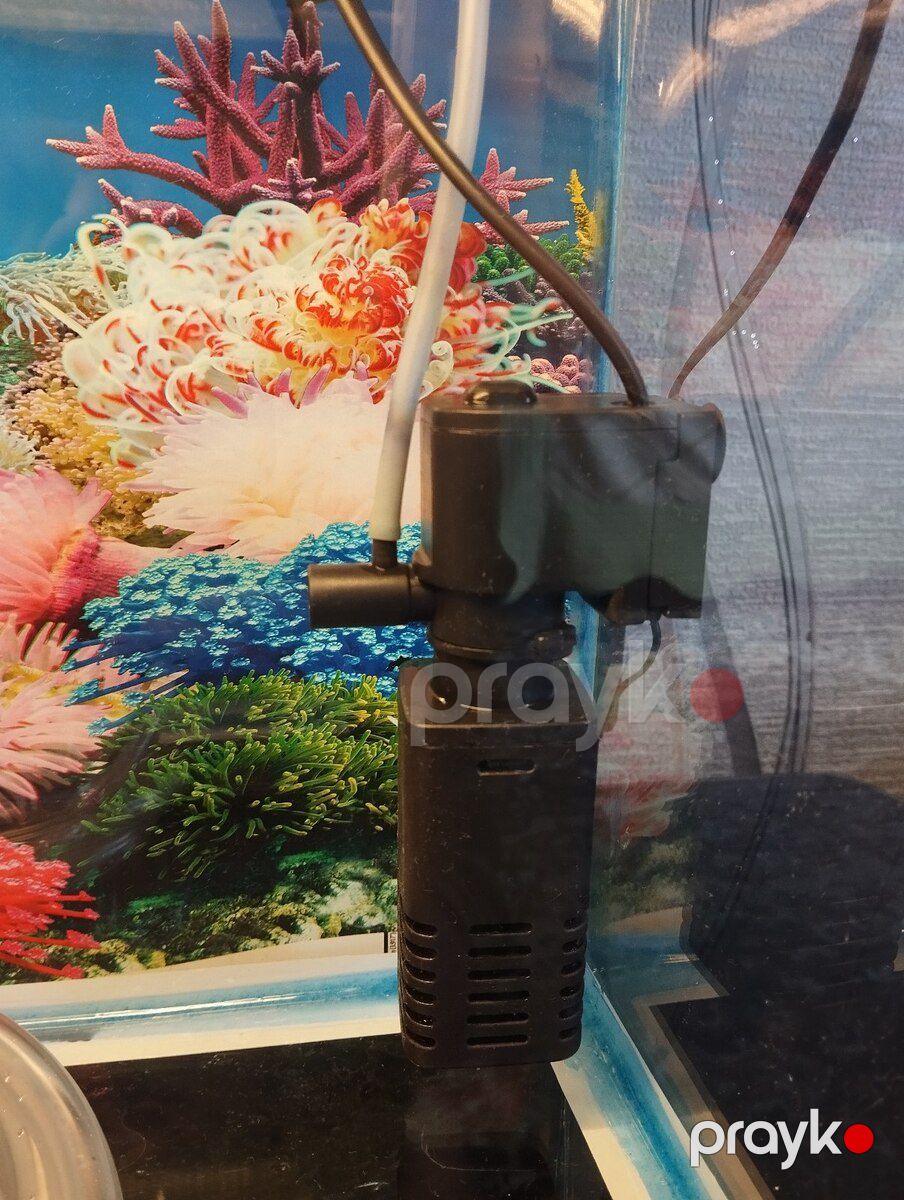 Akvarium — Akvariumlar və balıqlar, Bakı (3)