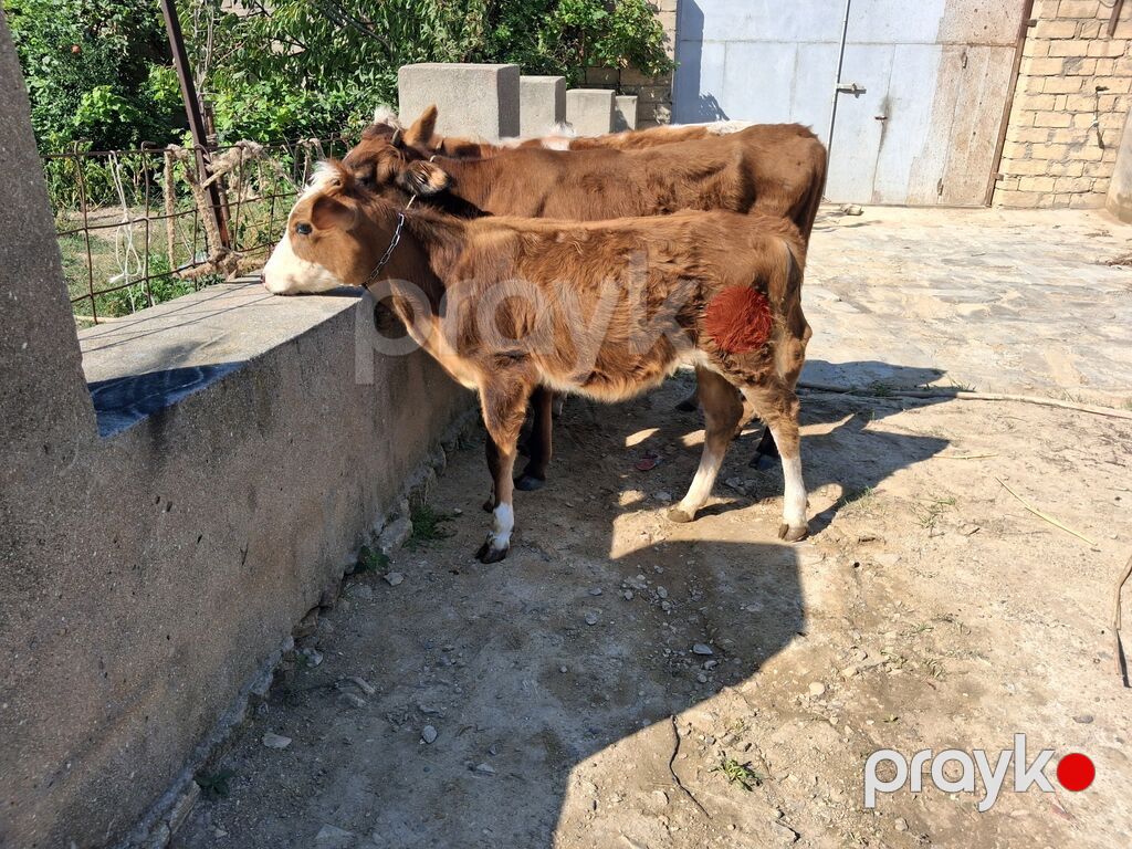 Dana, buzov, Dişi, ay: 6, Damazlıq — Kənd təsərrüfatı heyvanları, Xırdalan (3)