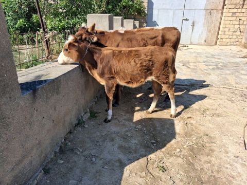 Dana, buzov, Erkək, Simental, ay: 6, 50 kq, Ətlik, Ödənişli çatdırılma — Xırdalan