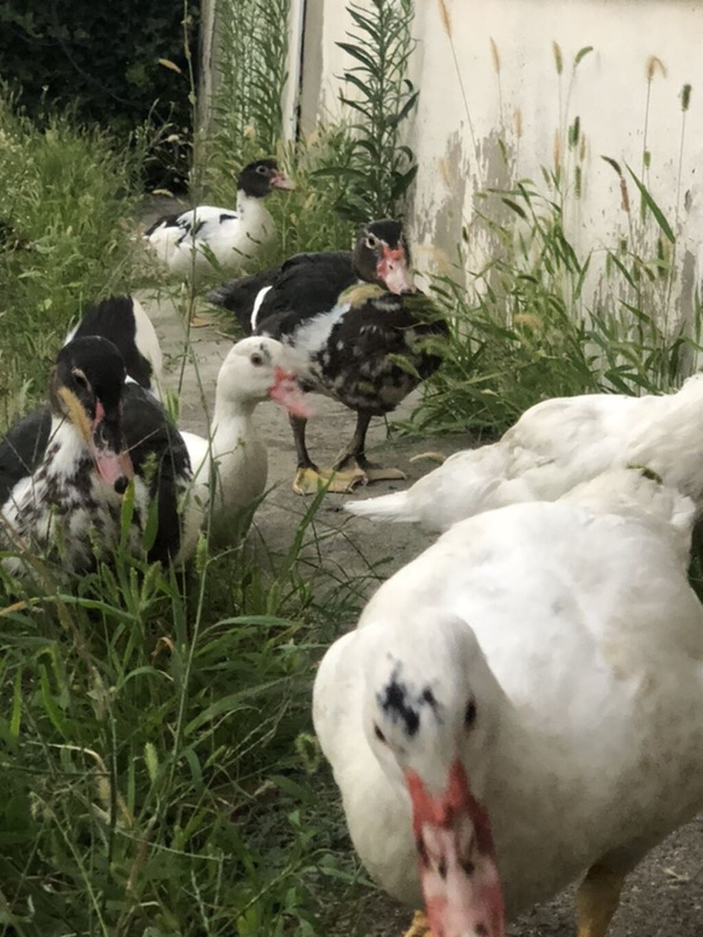 Muskoviy ördəkləri (indoutka) – təsərrüfat üçün məhsuldar, sakit və — Digərləri, Sumqayıt (3)