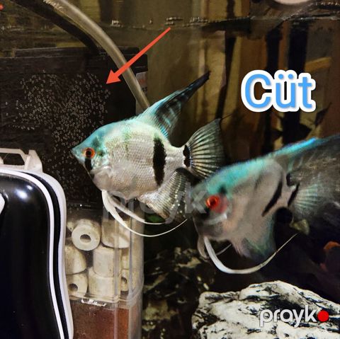 Pterophyllum Scalare Blue Silver zebra cütü — Bakı