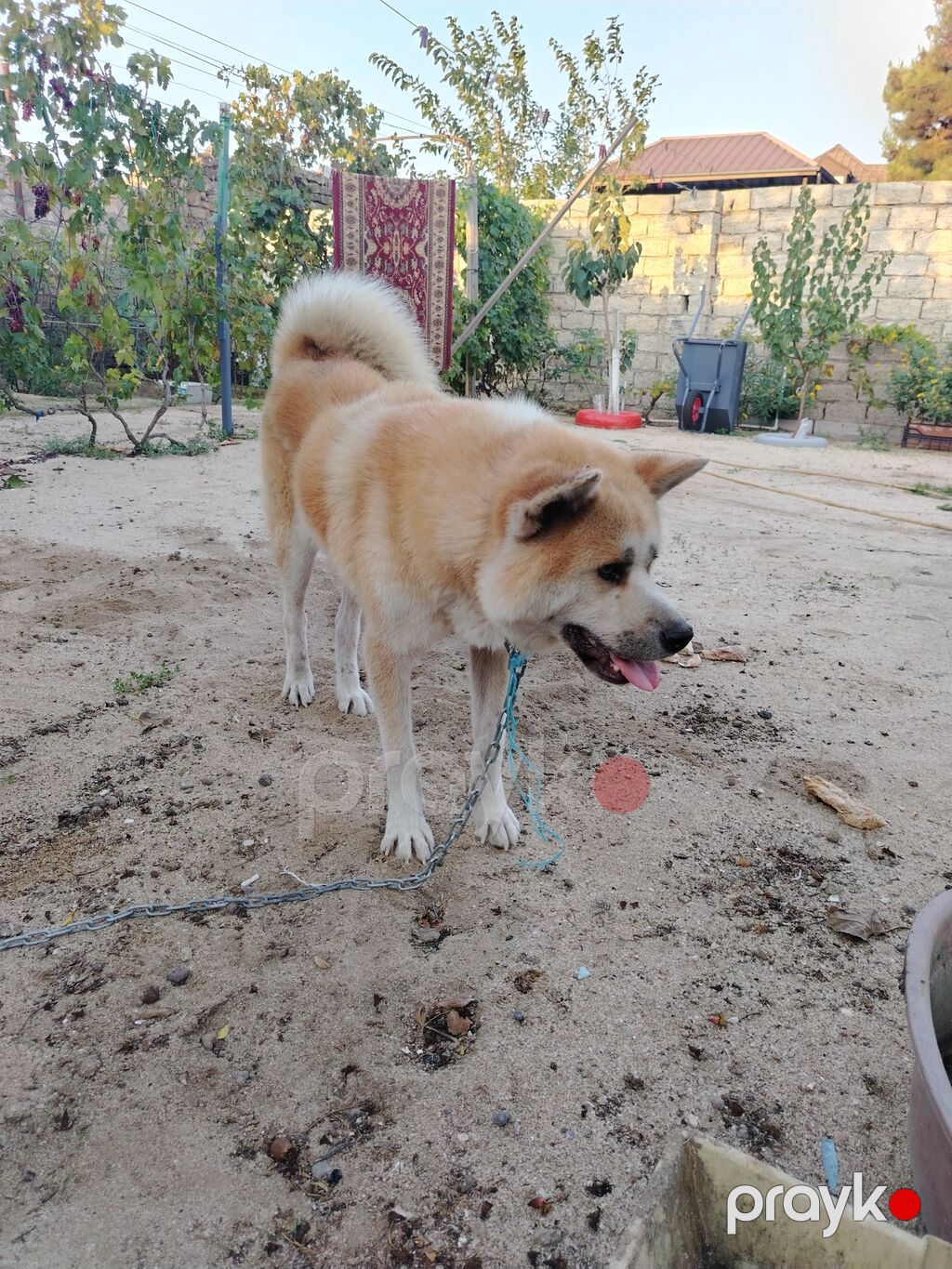Akita-inu, Erkək, Ünvandan götürmə — Köpəklər, Bakı (3)