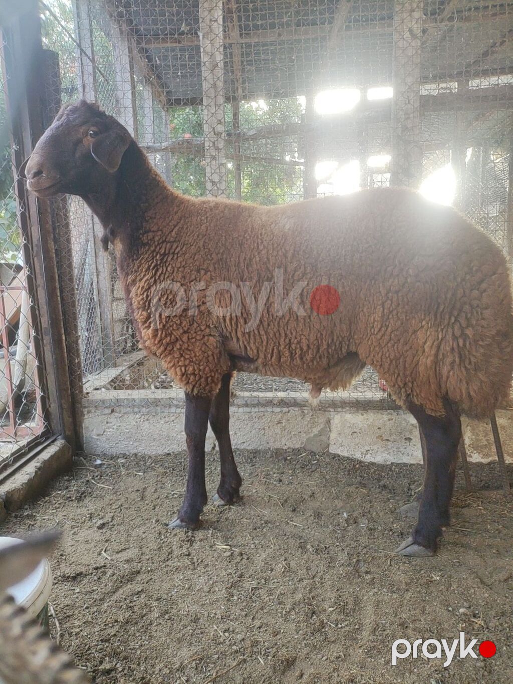 Qala cinsi Erkey toglu — Kənd təsərrüfatı heyvanları, Digah (2)