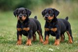 Doberman, 2 ay, Erkək, Peyvəndli — eli — Dogs
