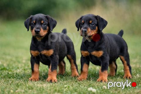 Doberman, 2 ay, Erkək, Peyvəndli — Bakı