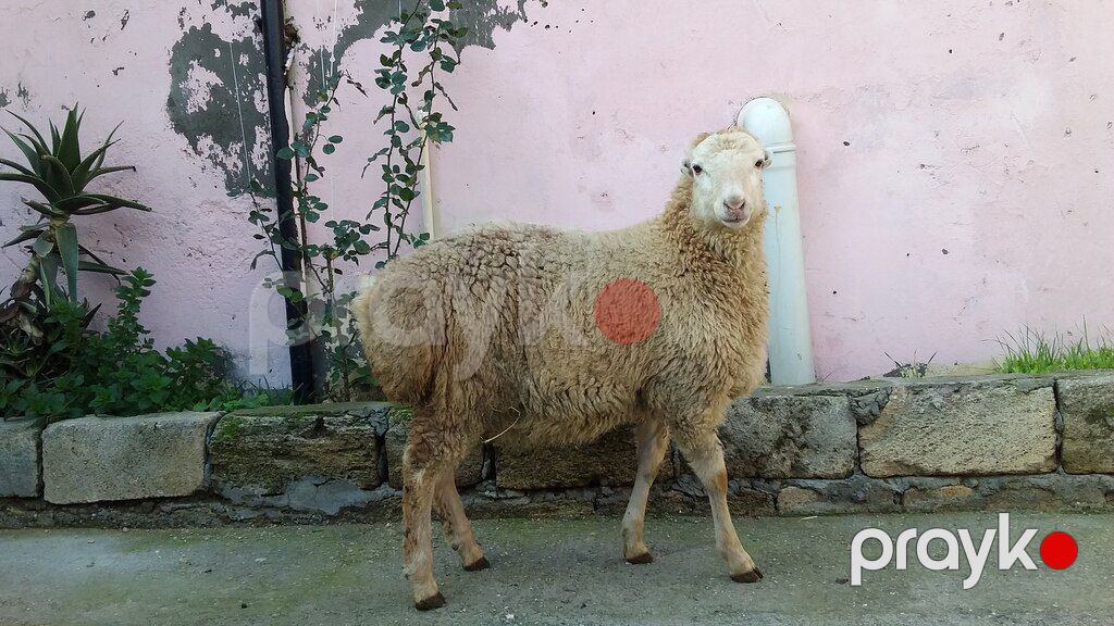 Qoyunlar və quzular — Kənd təsərrüfatı heyvanları, Bakı (3)