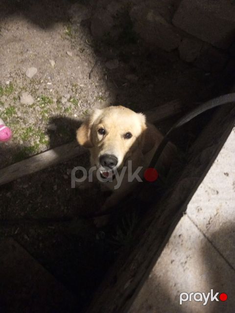 Retriever — Digah