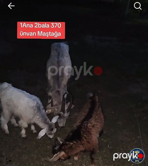 1 ana keçi + 2 bala keçi dəsti. - Say: 3 baş (1 ana, 2 bala) - Növ — Bakı