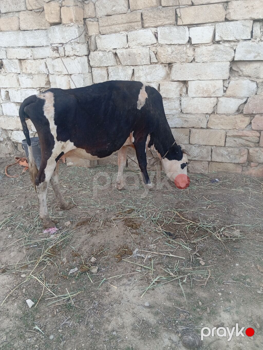 Dişi, Simental, il: 6, 200 kq, Südlük, Damazlıq — Kənd təsərrüfatı heyvanları, Xırdalan (4)