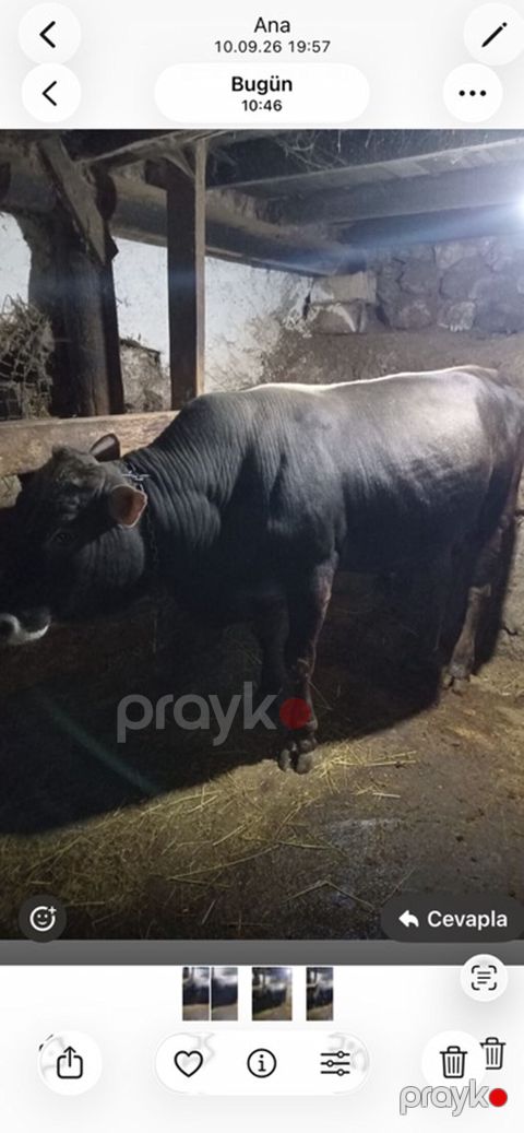 Mal-qara: erkək dana/öküz - Cins: qaradonnu, ətli tip - Yaş qrupu — Lerik