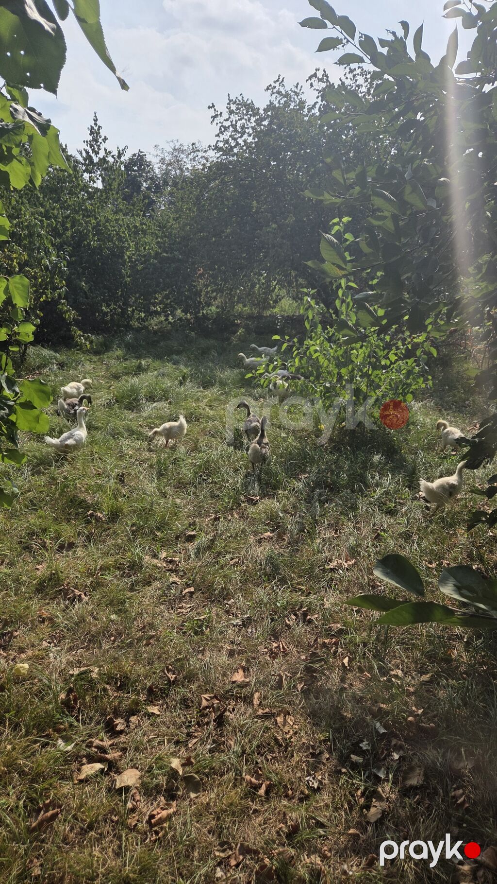 Təbii şəraitdə bəslənən qaz balaları - Açıq otlaqda sərbəst — Digərləri, Gəncə (2)
