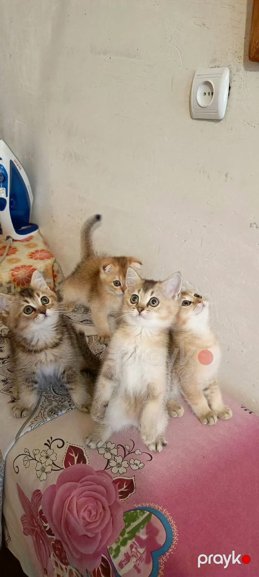 Qızıl şinşilla — Pişiklər, Bakı (4)