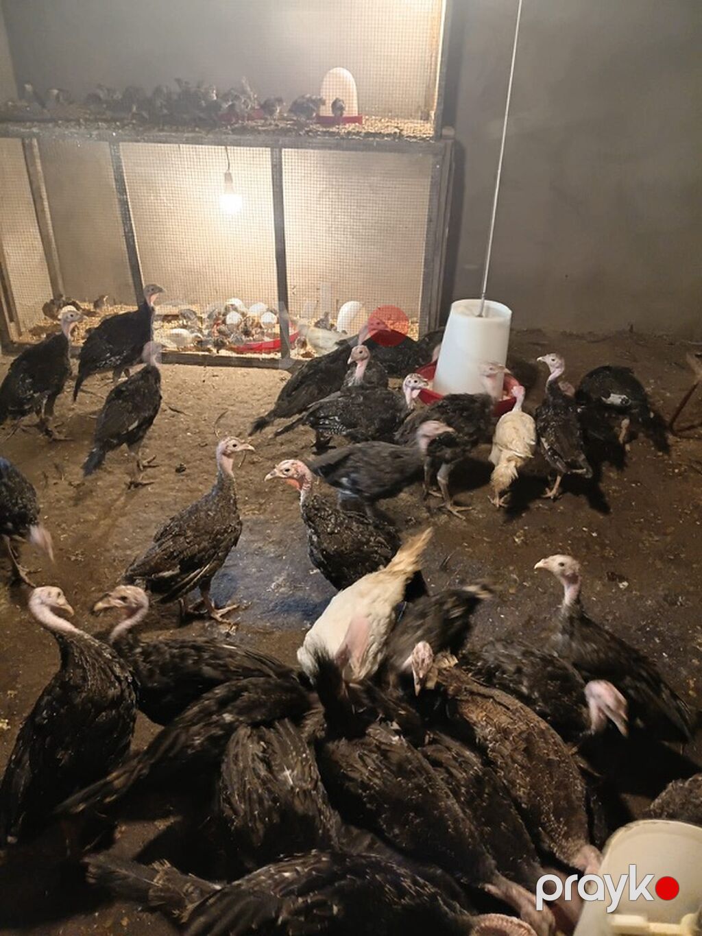 Hinduşka cücələri və böyüməkdə olan hinduşkalar satılır. Amerkan bronz — Digərləri, Digah (2)