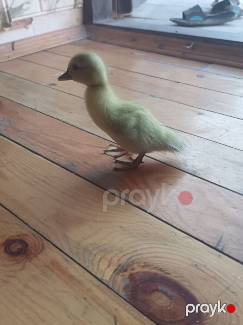 Lavanda lal ördək balaları — Bakı