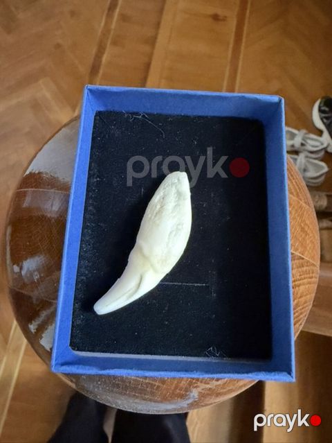 Kulon, Qaşsız — Bakı