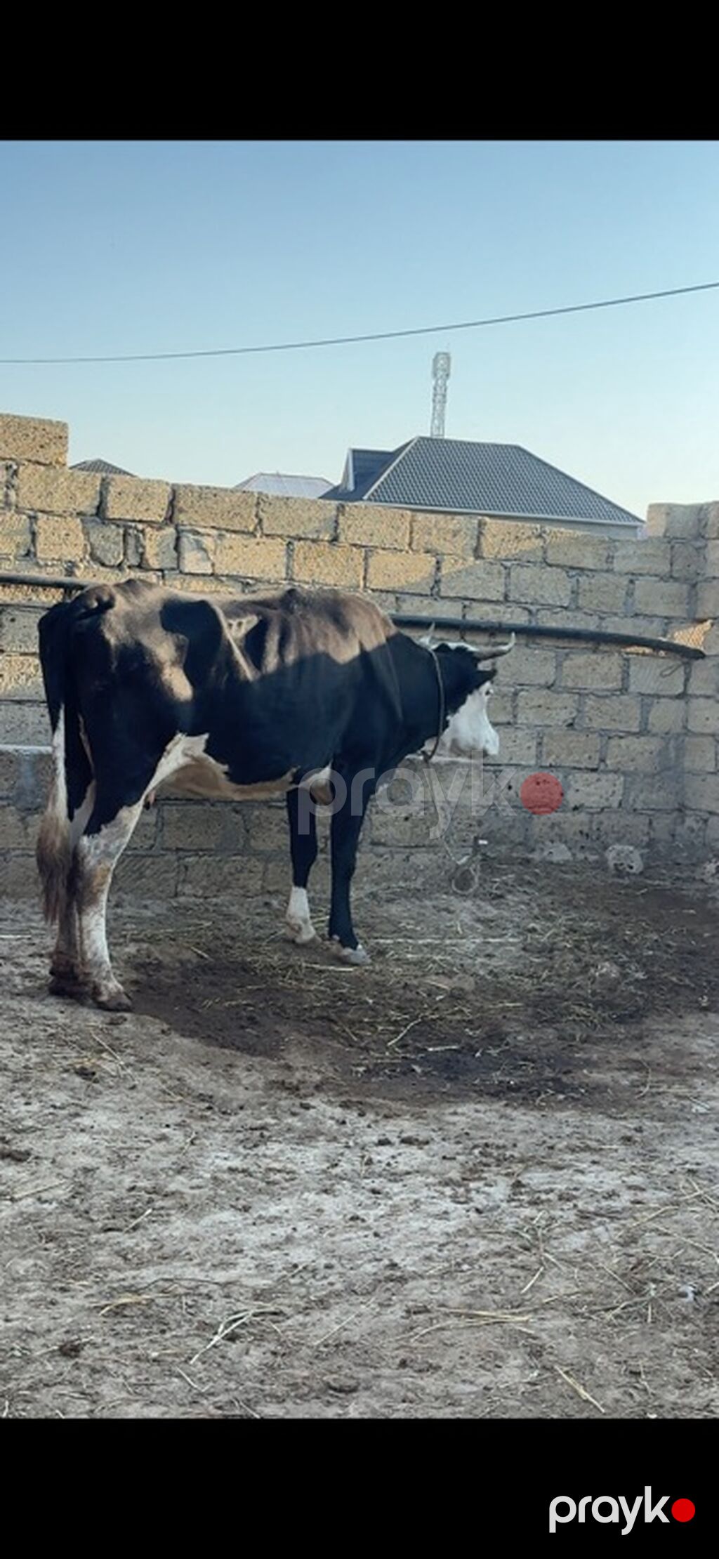 3-cü balanı dekabrda doğacaq. 6 ayı tamamdır. Simmentalla ivanofka — Kənd təsərrüfatı heyvanları, Sumqayıt (5)