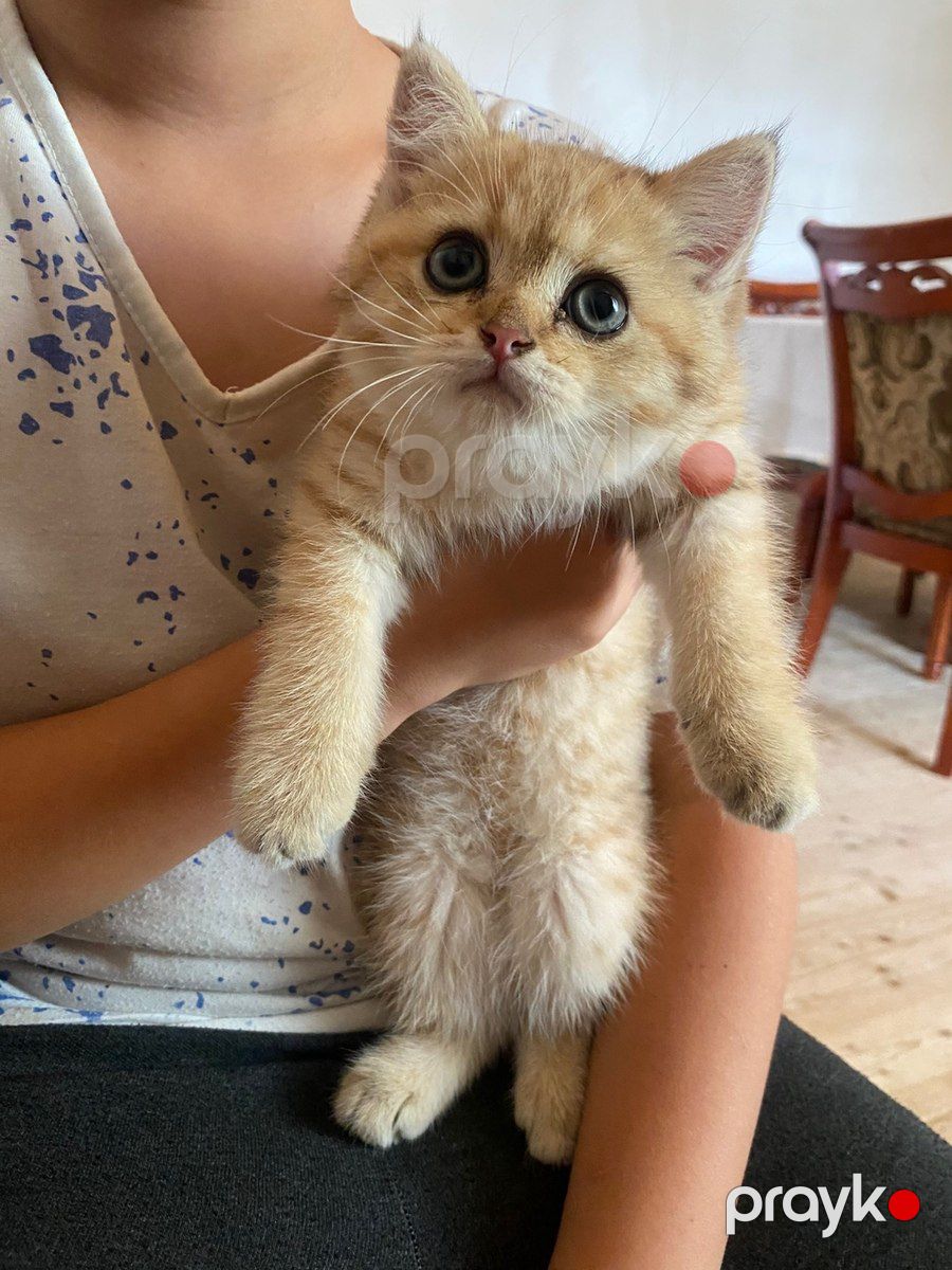 British Longhair pişiyi — Pişiklər, Bakı (5)
