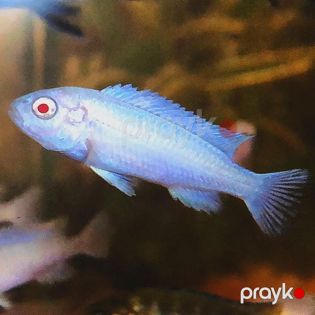 Pindani Albino balıqları — Akvariumlar və balıqlar, Bakı (2)