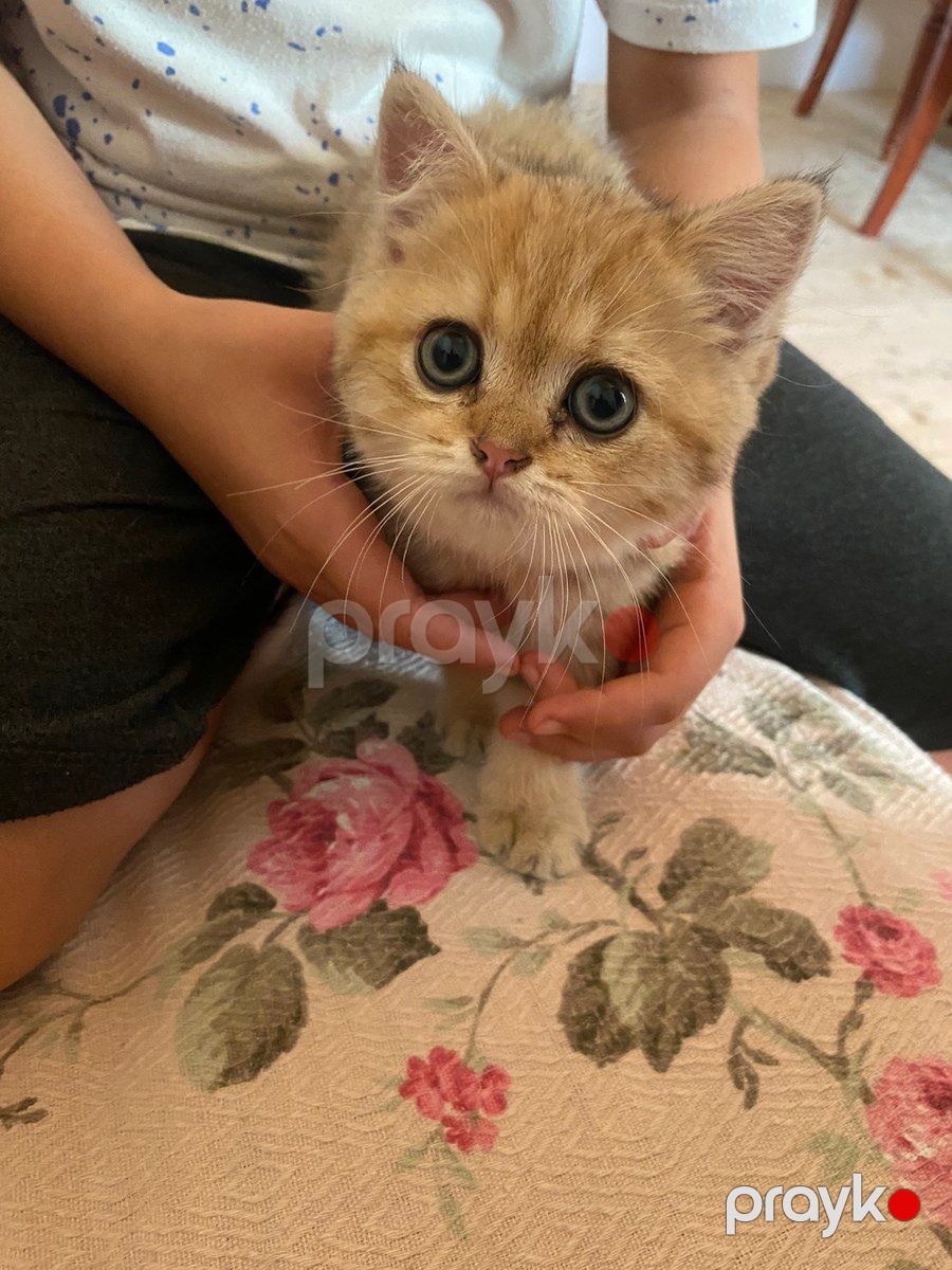British Longhair pişiyi — Pişiklər, Bakı (3)